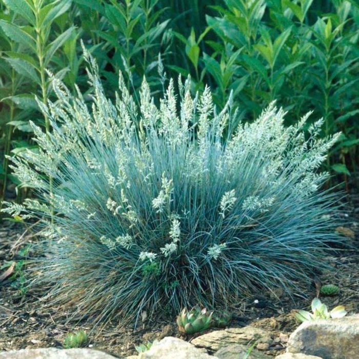 Овсяница сизая