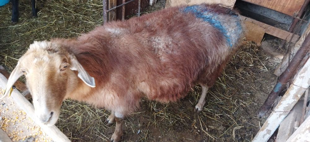 Семіз Қой сатылады