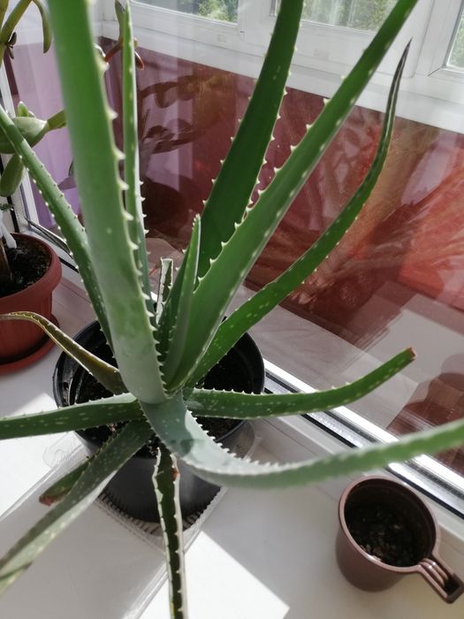 Продам АЛОЭ Вера, 3 года