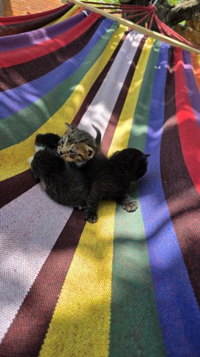 Подаряват малки котенца три броя.