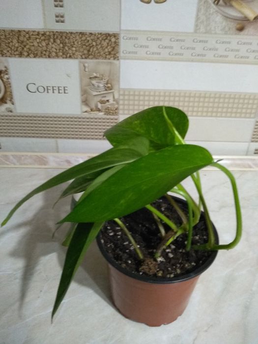 Продам Сциндапсусы