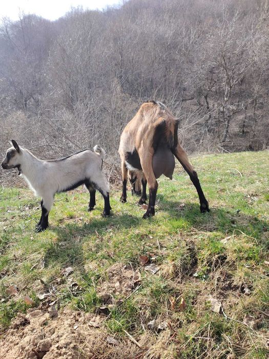 Capră alpină franceză cu ieduță