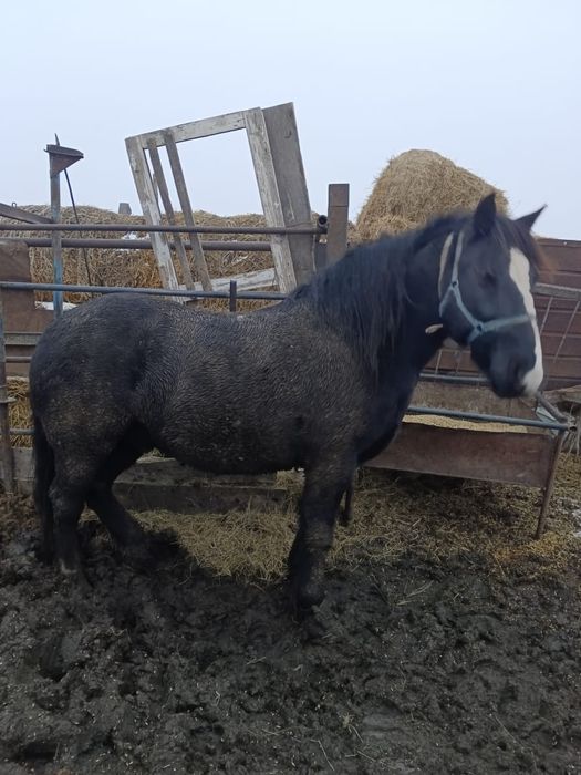 Продам мерина 5 лет