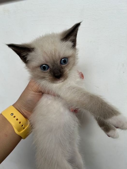 БЕСПЛАТНО отдам котят
