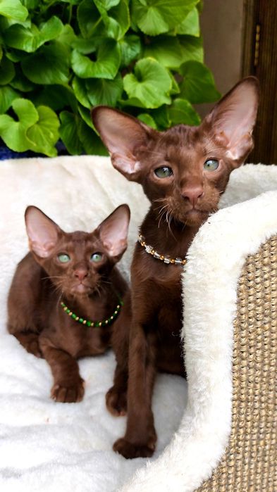 ORIENTAL kittens - ШОКОЛАД,  Коричневые