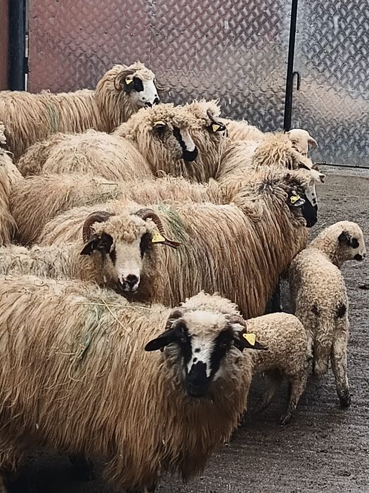 Vând 12 oi țurcane