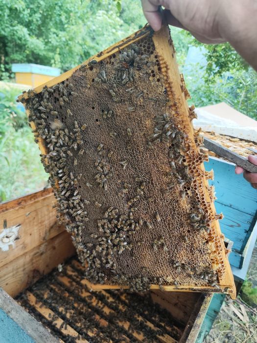 Miere de vânzare din stupina. Naturala