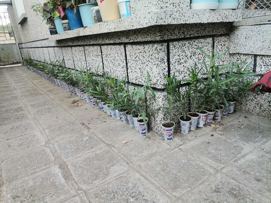 ПРОМОЦИЯ Зокум / Олеандър