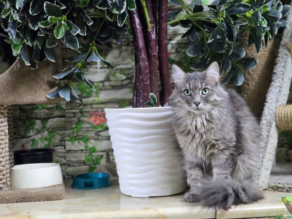 Отдам красивого кота