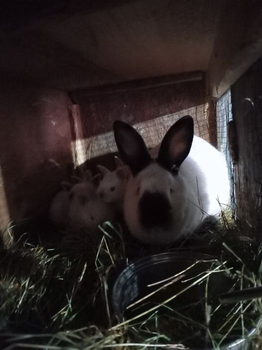 Vând iepuri Californieni