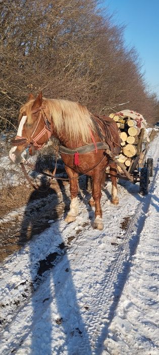 Vând daua iepe  una de 5 ani una de 7 ani