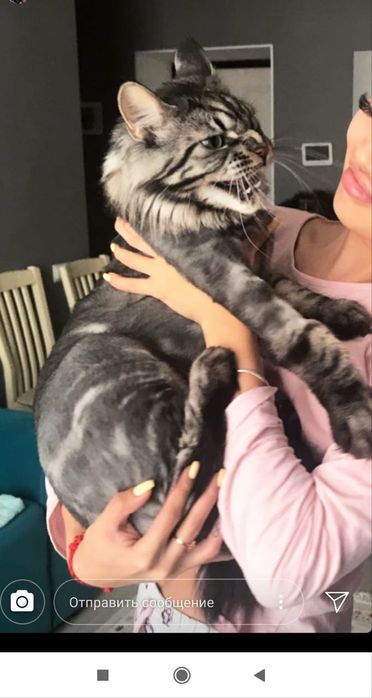 Котята мейнкун мальчики все