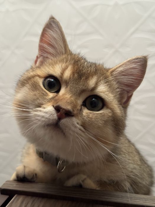 Кот на вязку - британская золотая шиншилла