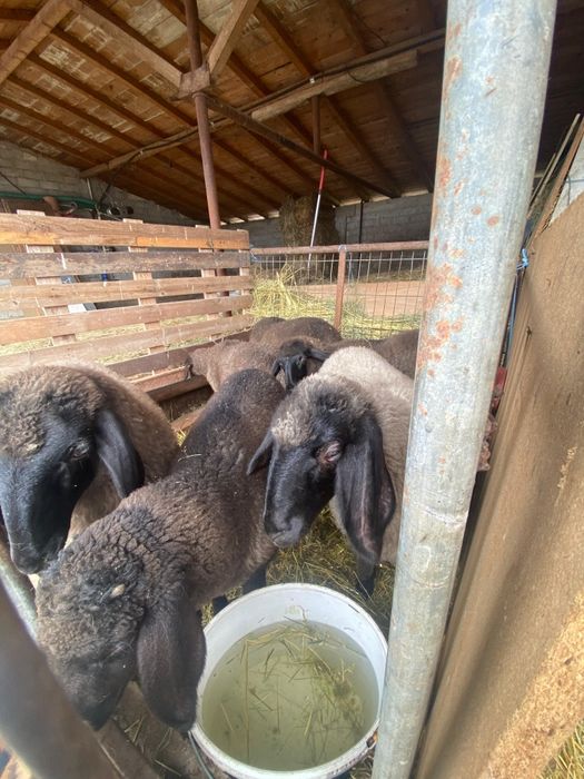 Vând miei   rasa carabaș