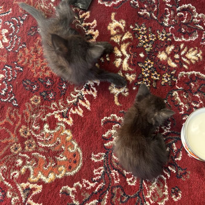 Отдадим котят в хорошие руки