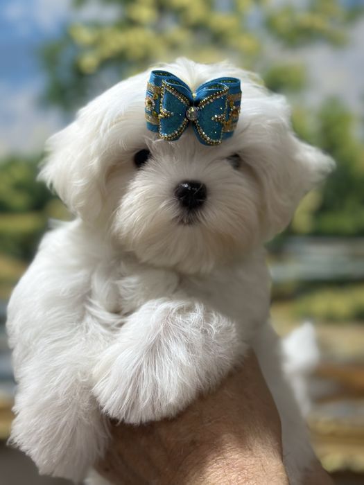 Шикарные малыши мальтезе