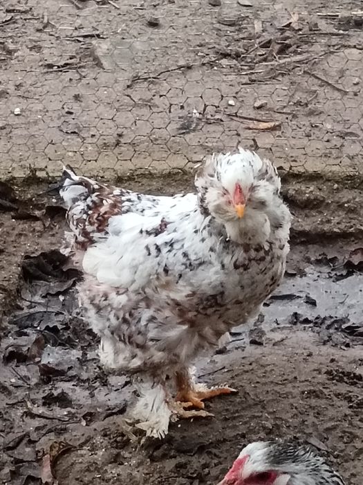 Pereche din rasa Strumki