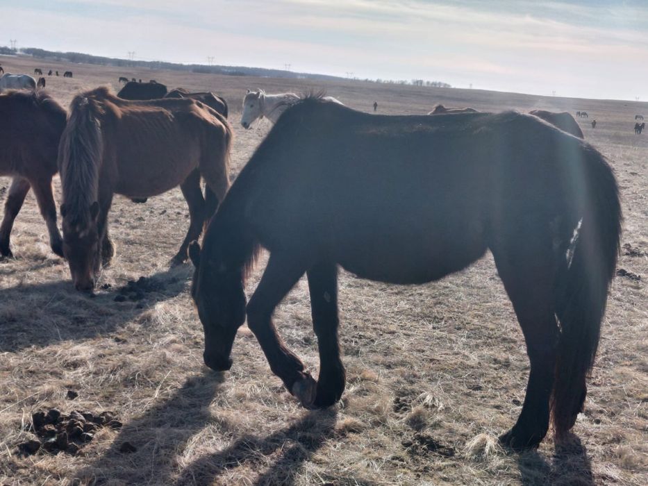 Бие сатылады 8 жасар