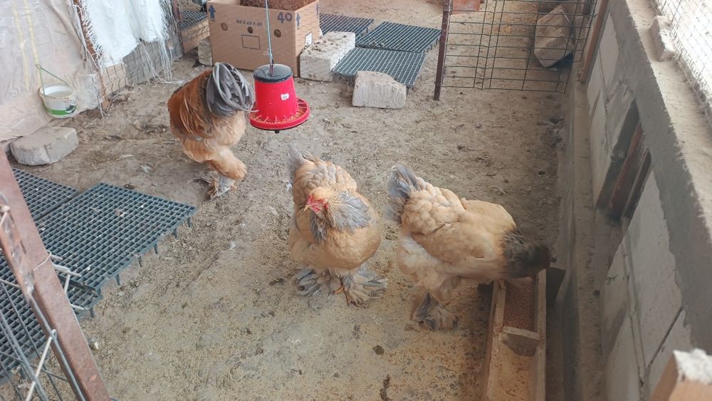 De vânzare găini brahma