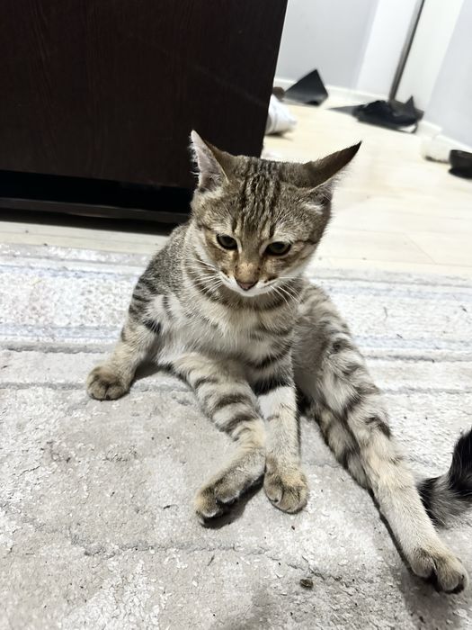 Отдаю 2-х котов в добрые руки .