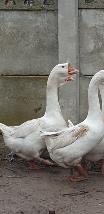 Gâscan african alb(gaste)