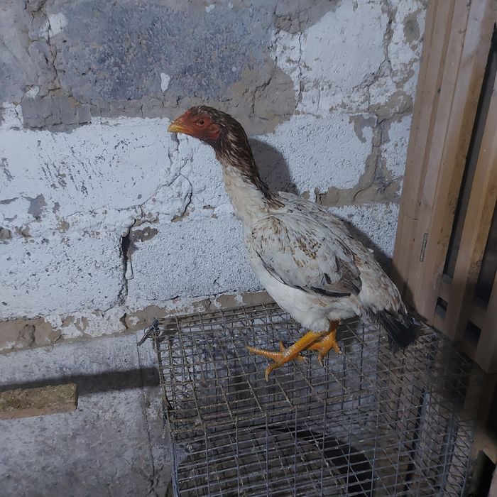 Шамо хинт 1.5 год