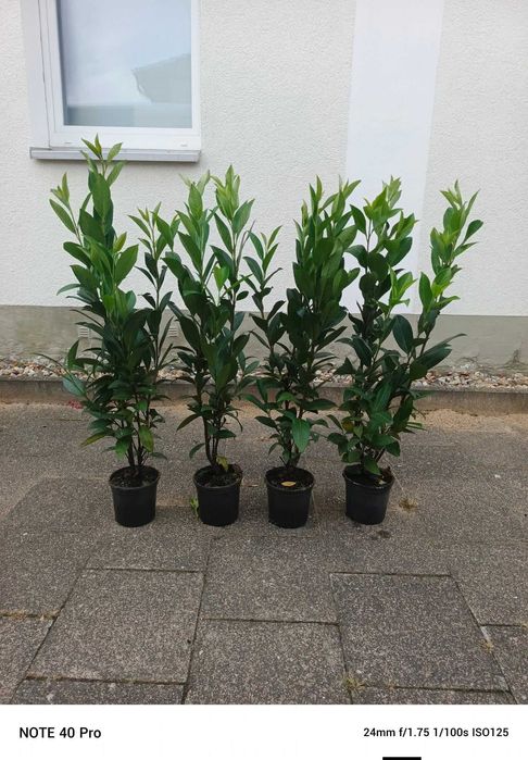 Plante ornamentale tuia ,leylandii,laur ,photinia copac,trandafiri copac,pon pon