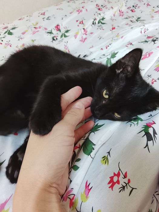 Котенок игривый, домашний