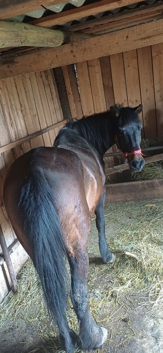 Vând iapă din rasa Metis  Semigreu Românesc