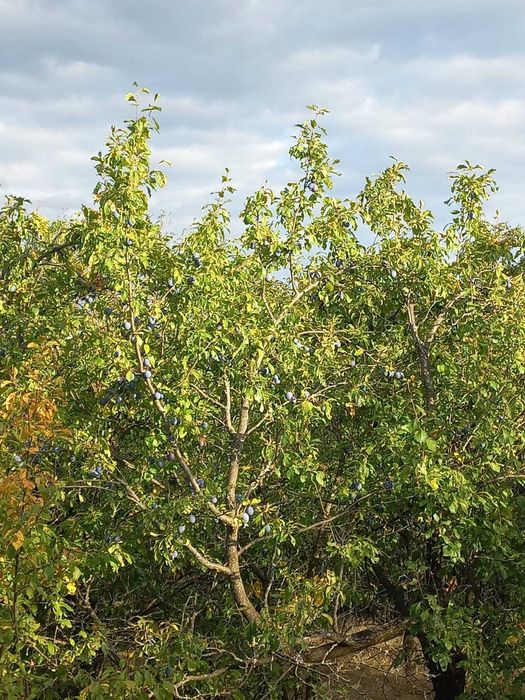 Prune grase culese pentru țuică