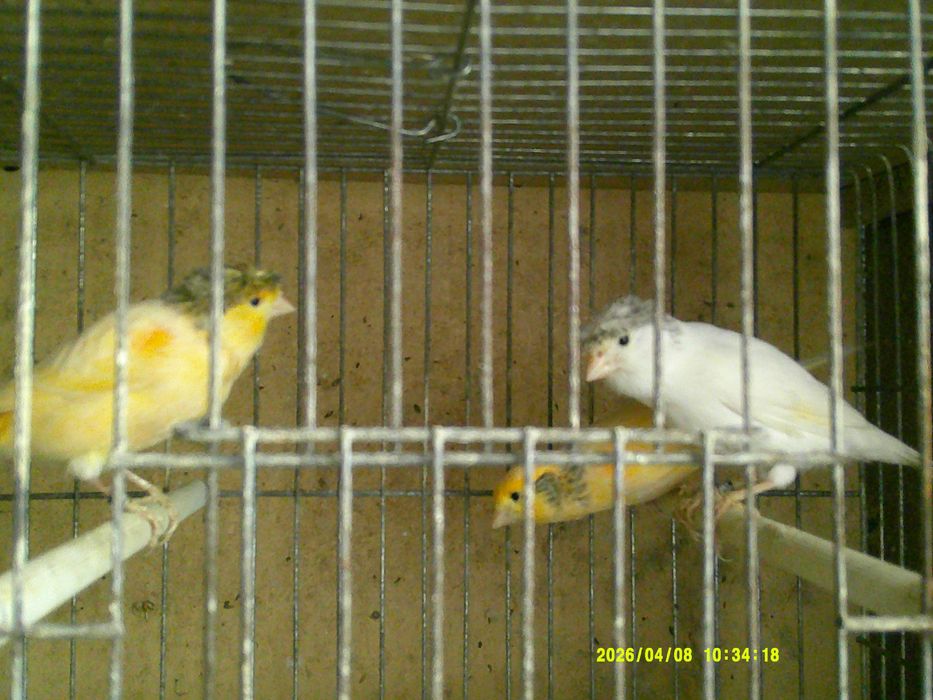 Канарчета Орфей