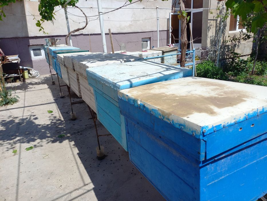 Асаларилар сотилади