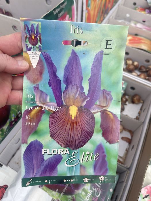 Ирисы сортовые - луковичные