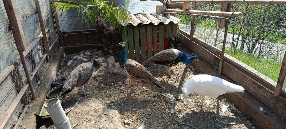 Vând/Schimb Păun tânăr.9 luni.