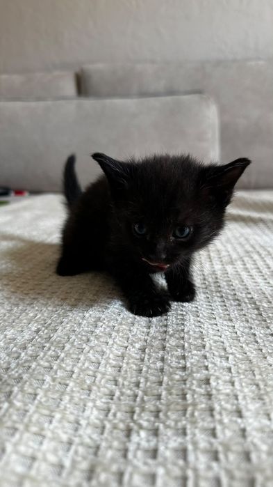 Отдам котят бесплатно