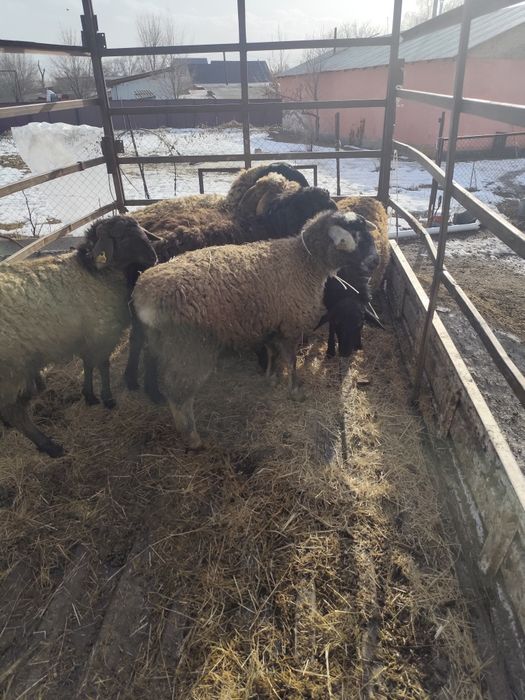 Тоқтылар сатылады ,семіз ұрғашы