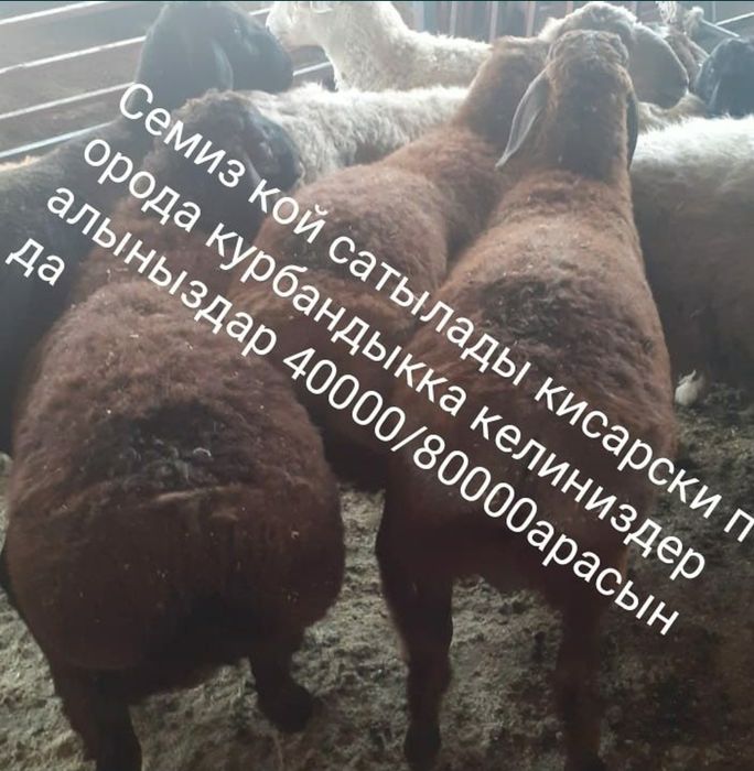 Кой Бараны токтушки продаётся 38000тысч Г.Алматы Доставка бесплатно ре