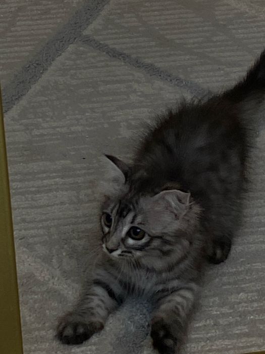 Отдам в хорошие руки котенка
