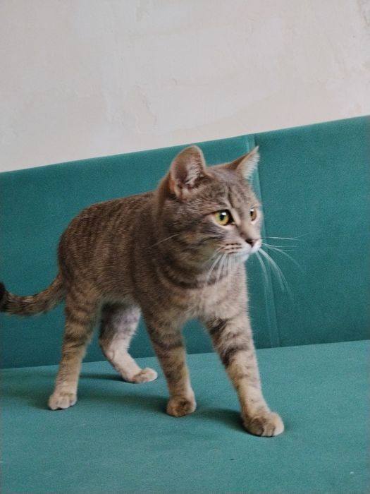 Отдадим кота в добрые руки