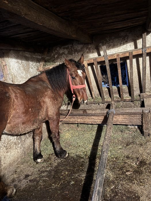 Vand manz 1 an jumate