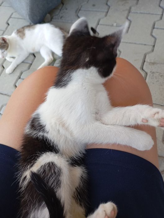 Donez pisici 1 femela adult și 2 pui