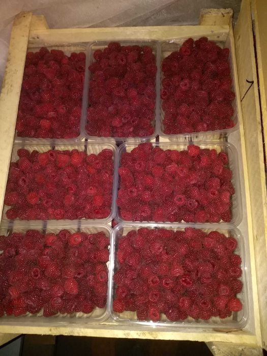 Продам малина местная