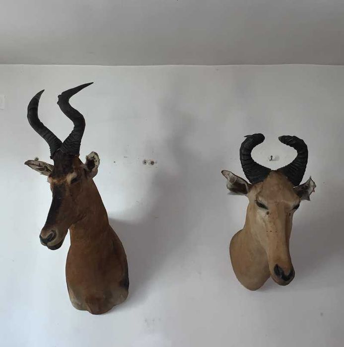 Trofeu Antilope            .