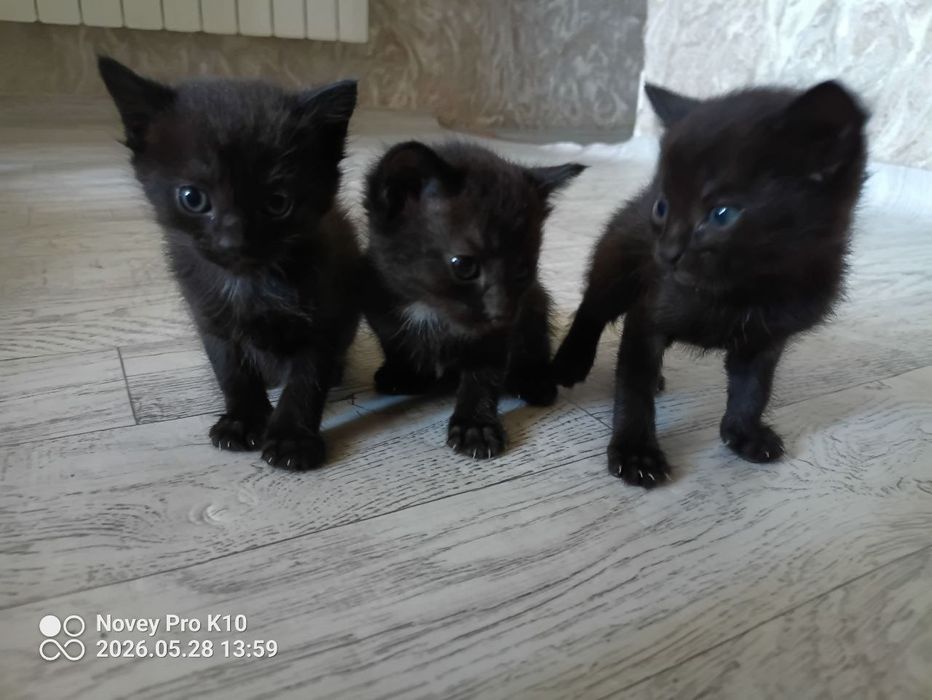 отдам котят даром