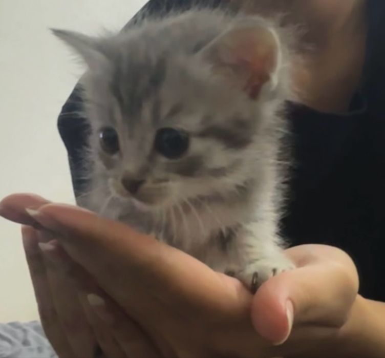 Отдам котят бесплатно