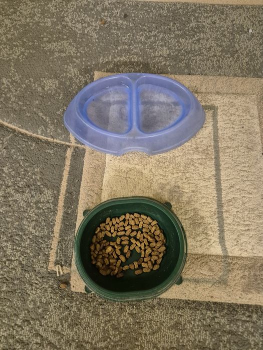 Отдадим кошку в добрые руки