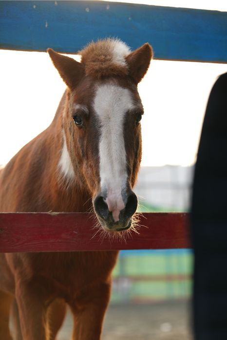 От пони айгир сотилади