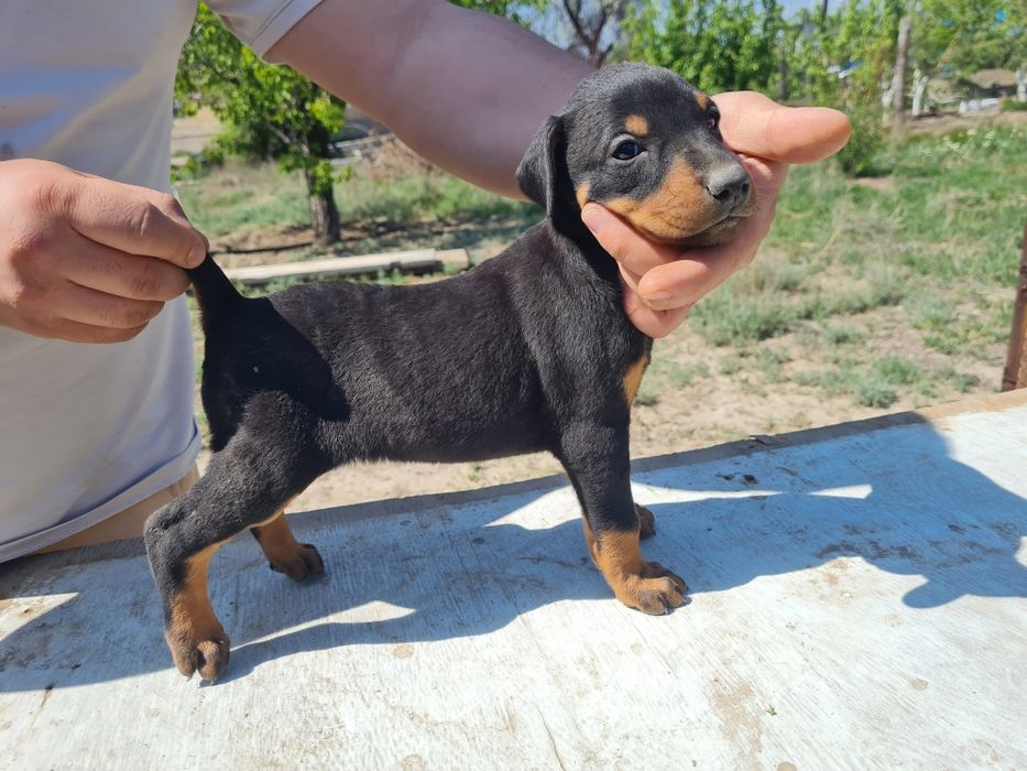 Элитный Щенок добермана