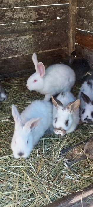 Vand iepuri și rate mute