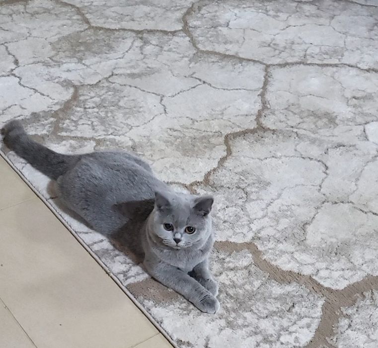 British shorthair blue